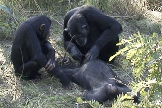 Vídeo de um chimpanzé limpando os dentes de um cadáver desconcertou os cientistas