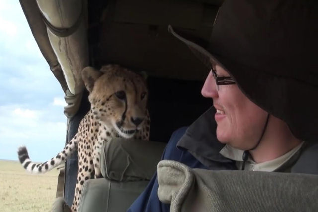 Um guepardo selvagem curioso salta em um veículo surpreendendo o turista