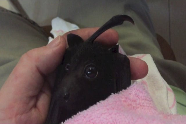 Filhote de morcego experimenta seu primeiro pedaço de fruta