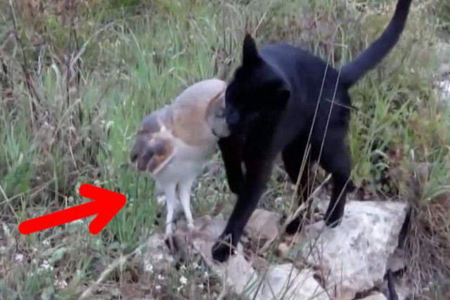 A insólita amizade entre um gato e uma coruja