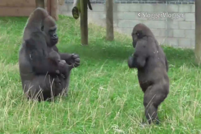 Um gorilinha bate no peito para chamar a atenção da mãe que cuida de seu irmão recém-nascido
