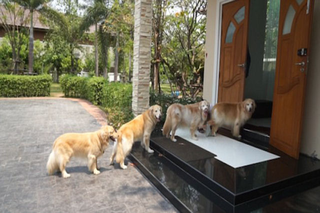 Quatro golden retrievers esperam pacientemente para limpar patas antes de entrar em casa