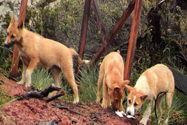 Após meio século conseguem fotografar o cão mais raro do mundo, uma espécie com mais de 6.000 anos