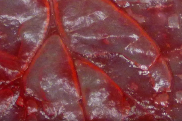 Cientistas convertem folhas de espinafre em tecido cardíaco funcional