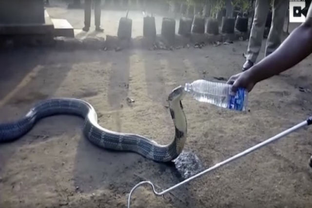 Cobra bebe de uma garrafa de água em seca extrema