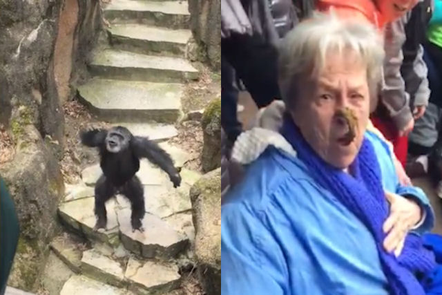 Chimpanzé atacou idosa, que visitava o zoológico, com excremento