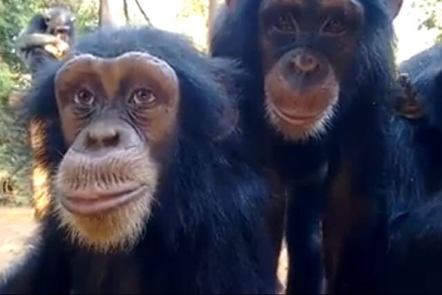 Chimpanzs com olhos humanos