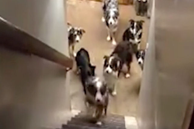 10 cães esperam pacientemente para que seus nomes sejam chamados