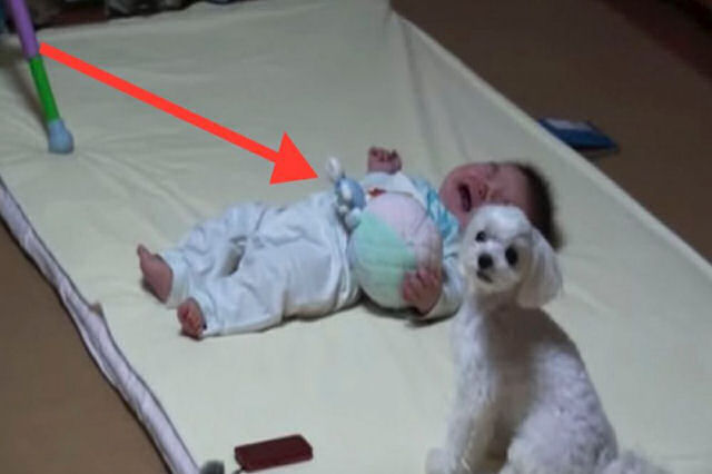 Quando o bebê começa a chorar este cãozinho reage da forma mais curiosa