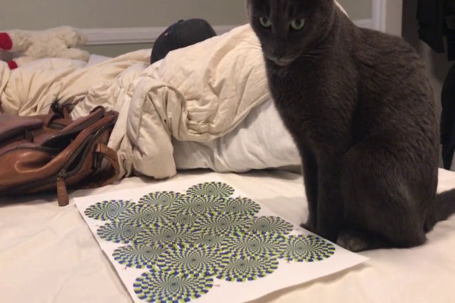 Gato é enganado por uma ilusão óptica com formas parecem se mover