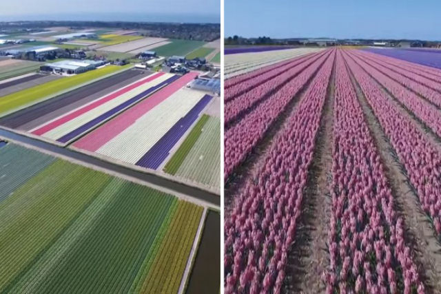 Todo o espetáculo das lendárias flores holandesas como você nunca viu antes