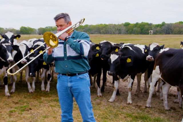 Fazendeiro americano faz serenatas diárias para suas vacas leiteiras