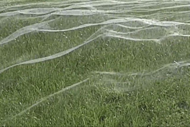 Campo de futebol na Nova Zelândia amanhece coberto por uma monstruosa teia de aranha