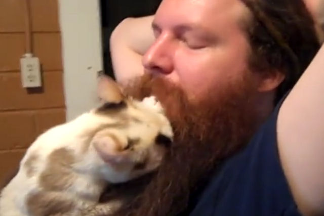 Esta gata é obcecada com a barba de um homem