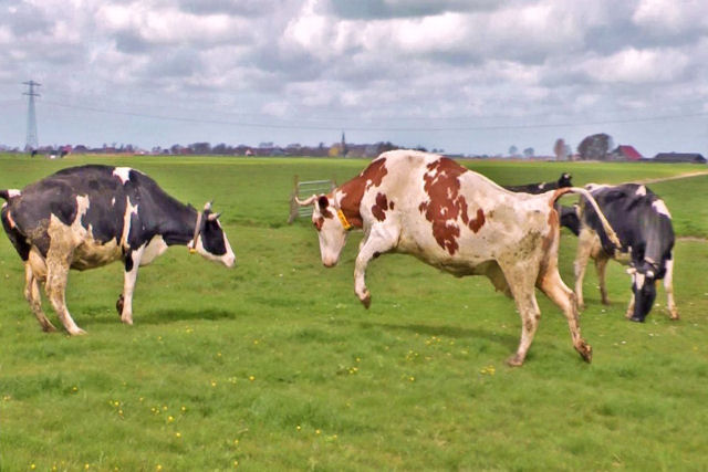 Dança das vacas ao ver o pasto verdinho depois de 5 meses reclusas