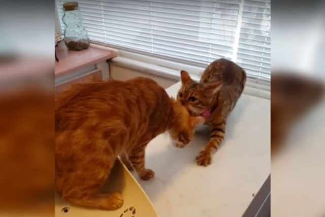 Este gato decide que a consulta de seu amigo com o veterinário acabou... e pronto