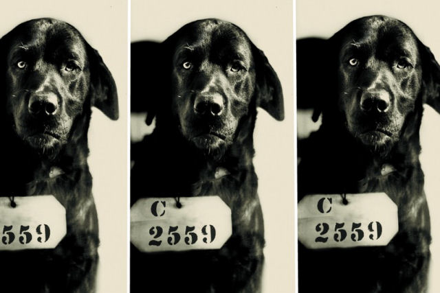 A surpreendente história do cão que foi condenado a prisão por supostamente matar um gato 
