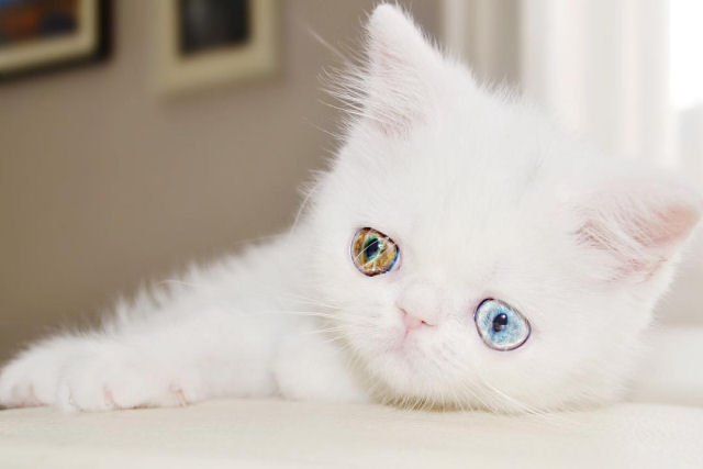 Esta é Pam Pam, uma gatinha com olhos ímpares hipnotizantes