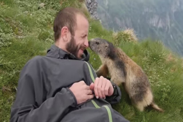 Marmota vence a timidez e presenteia montanhista com momento inesquecível