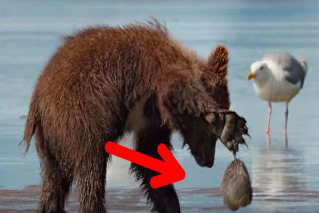 Este pequeno urso fez um amigo especial, veja que cena divertida!