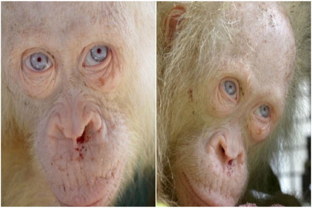 Deslumbrante orangotango albino de olhos azuis é resgatado dos captores