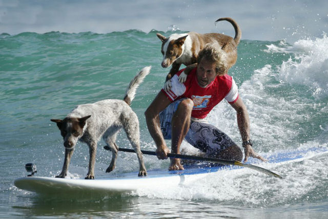 Australiano mostra que seus cães podem se juntar a liga de surf profissional