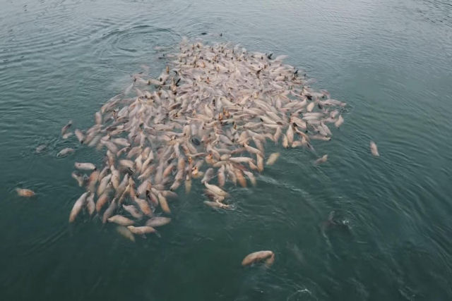 Dezenas de leões-marinhos flutuam preguiçosamente depois de um banquete de peixe