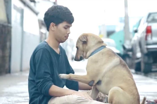 Primeiro Abraço: o que acontece se você abraça um cão de rua
