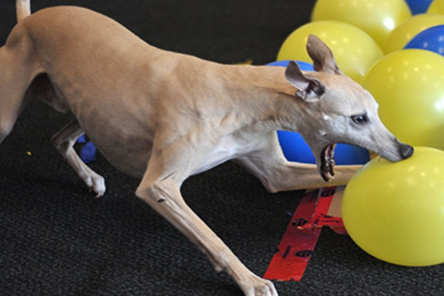 Cão estoura 100 balões em tempo recorde no Canadá