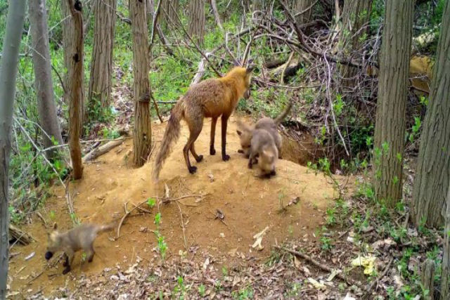 Projeto escolar registra a vida diária de uma família de raposas fora de sua toca