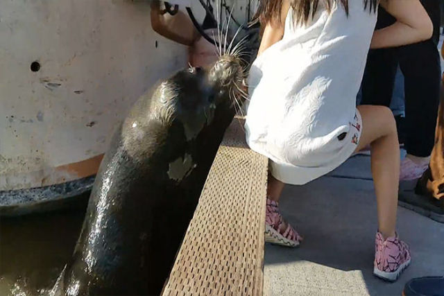 Turistas levam um grande susto quando um leão marinho salta e arrasta uma menina à agua