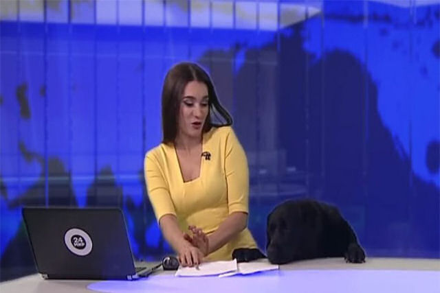 Cão interrompe noticiário ao vivo aparecendo debaixo da mesa