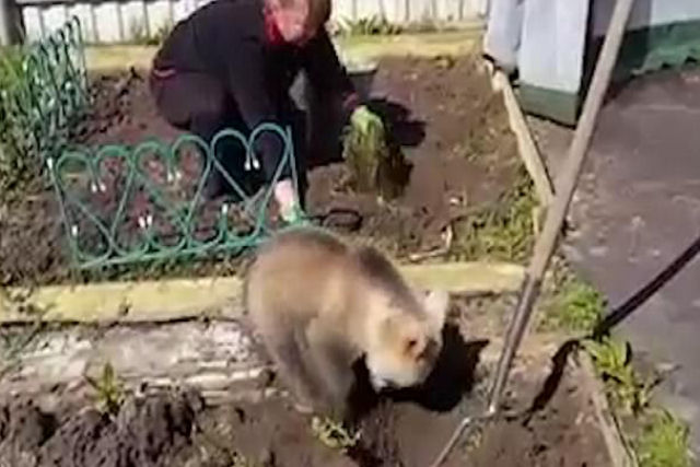 Ursinho ajudando a plantar batatas