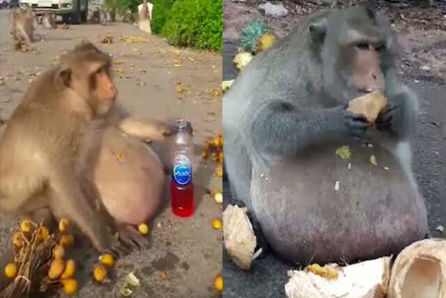 Tio Gordo, o macaco viciado em comida não saudável, está de dieta