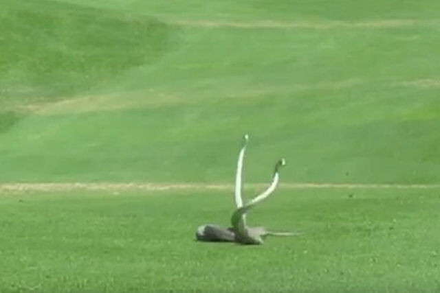 Duas mambas-negras brigam em um campo de golfe