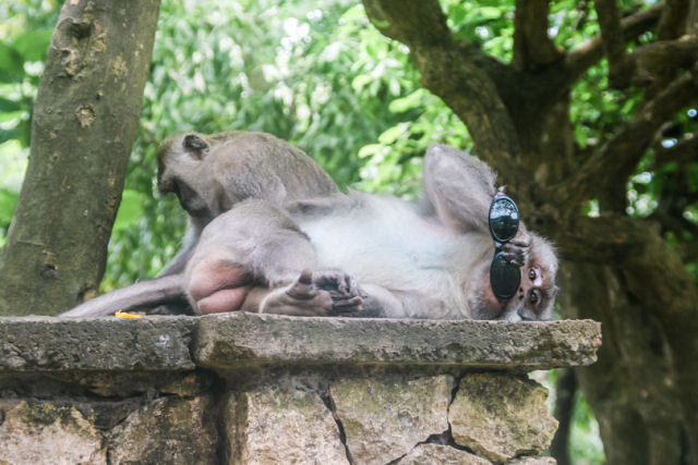 Este grupo de macacos aprendeu a roubar e extorquir os turistas em troca de comida