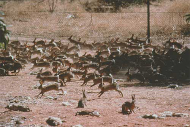 Austrália libera vírus hemorrágico letal para acabar com a superpopulação de coelhos