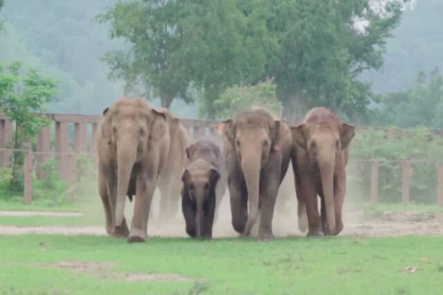 Como a cincia explica o vdeo de um grupo de elefantes correndo ao encontro de uma cria resgatada