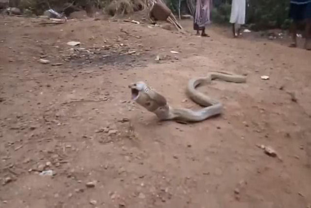 Uma cobra regurgita uma garrafa de plástico