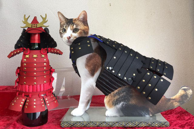 Empresa japonesa faz armaduras personalizadas de samurai para gatos e cães
