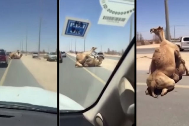 Insólito! Flagram dois camelos acasalando no meio de uma rodovia
