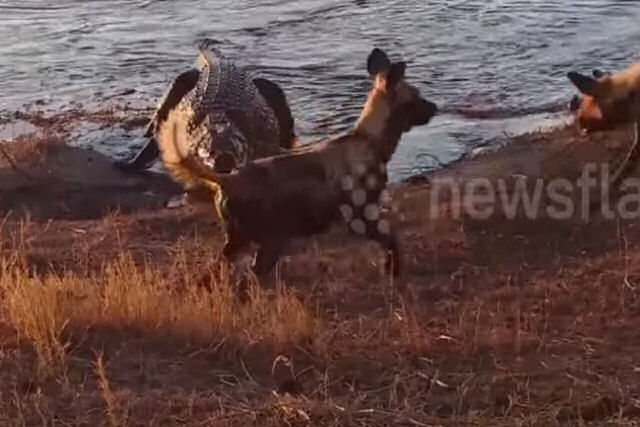 Um enorme crocodilo rouba o almoço de cães selvagens