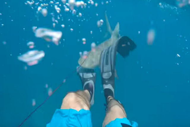 Mergulhador grava o momento em que é atacado por um tubarão