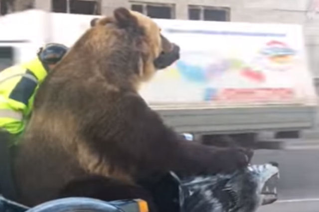 Um urso passeia de moto por uma cidade russa