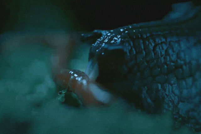 Este caracol carnívoro devora lentamente suas presas fazendo-as em pedaços com seus 6.000 dentes