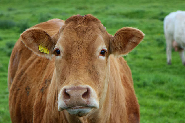 Estudo revela que 7% dos americanos acham que o leite achocolatado vem de vacas marrons
