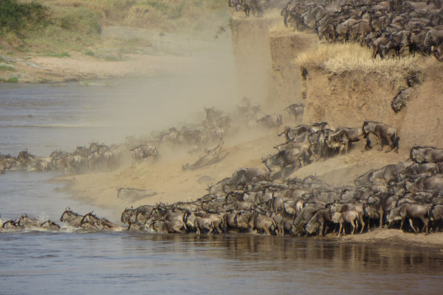 A morte que alimenta o rio Mara, no Serengeti