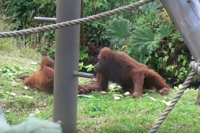 Filhote de orangotango escapa hilariamente de sua mãe para continuar brincando