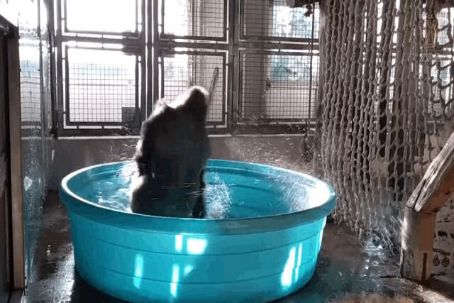 O vídeo do gorila dançando na piscina e que todos querem ver