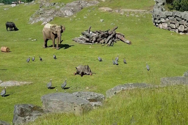 Elefantinho corre para o lado da mãe depois de levar tombo perseguindo aves